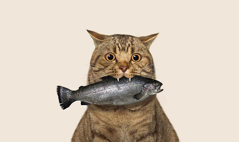 Symbolic illustration of phishing
